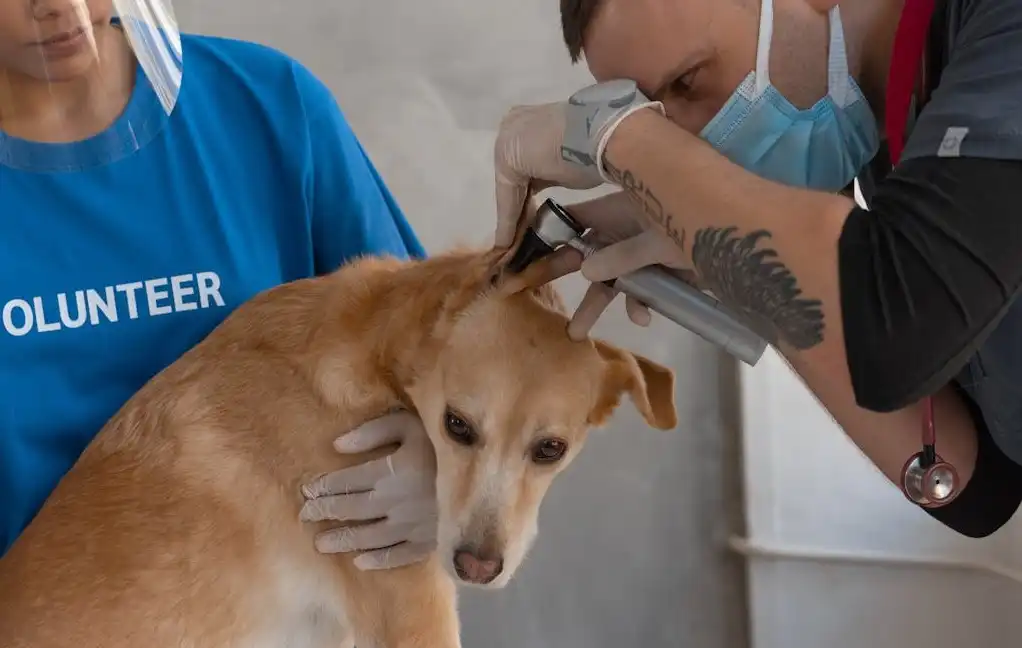 1800petmeds cancel order