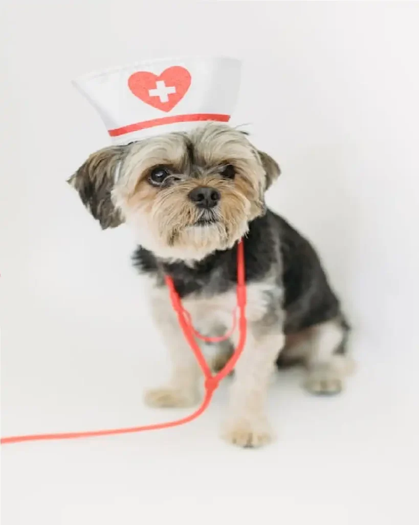 1800petmeds order status