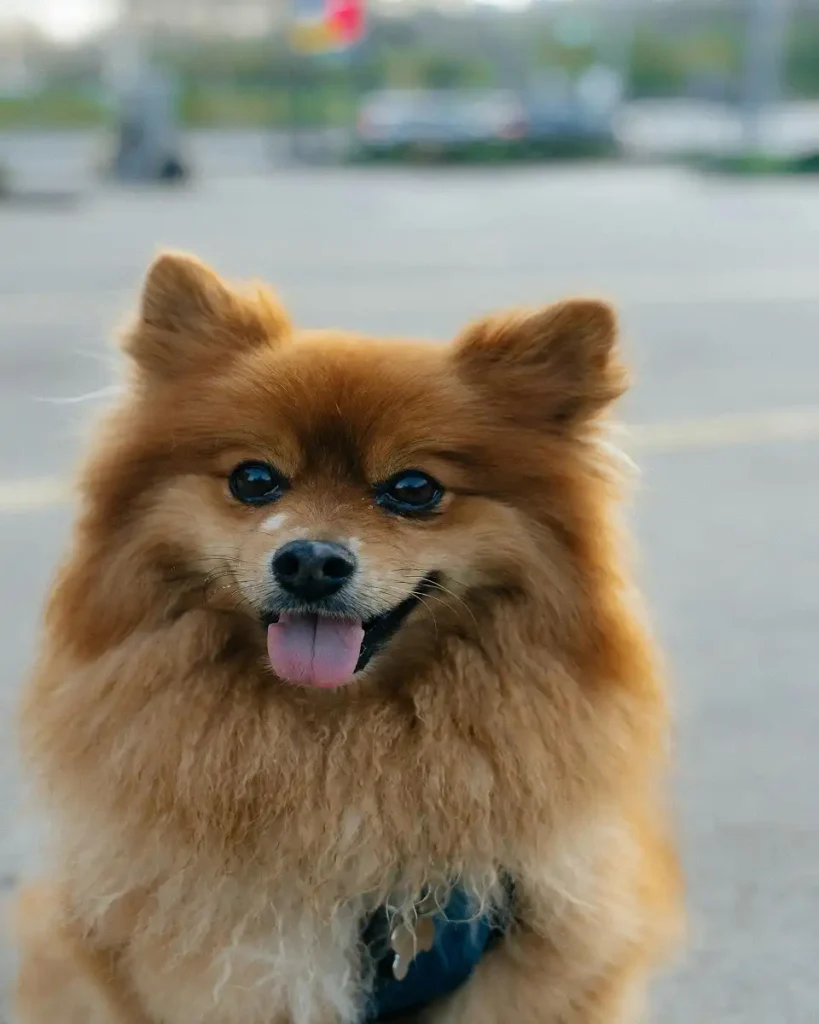 Pomeranian dogs