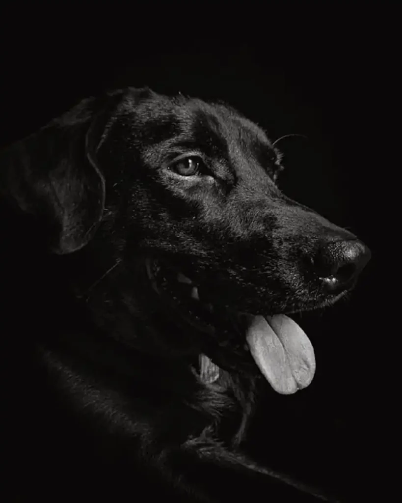 american black lab