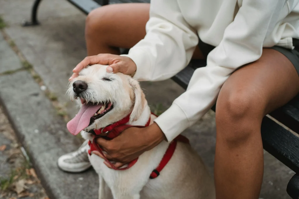american labrador dog