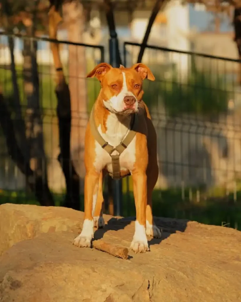 american pit bull terrier size