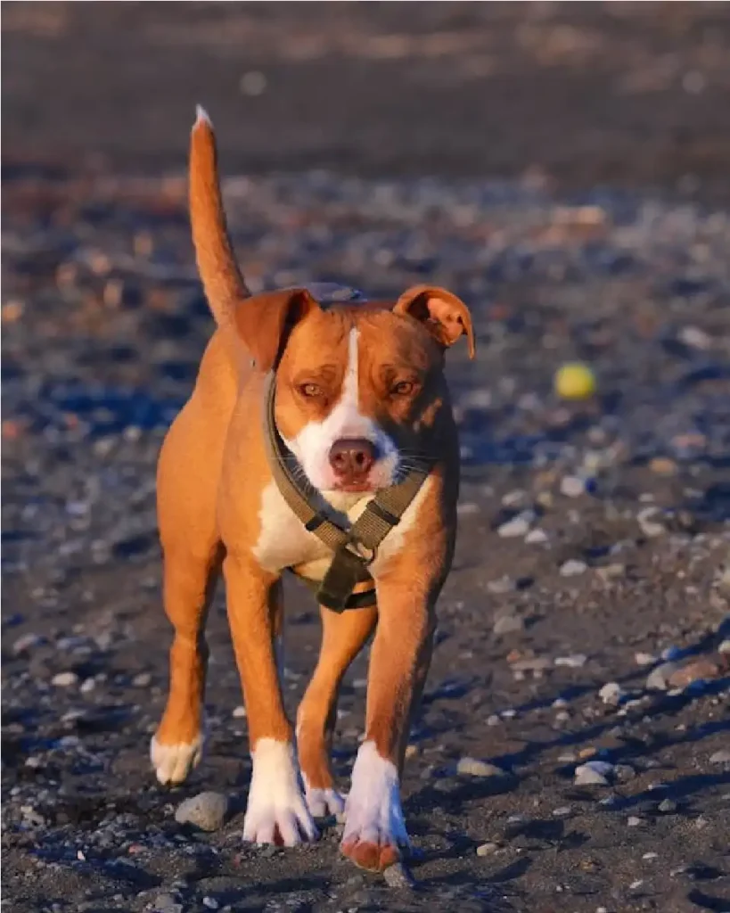 american pit bull terrier temperament
