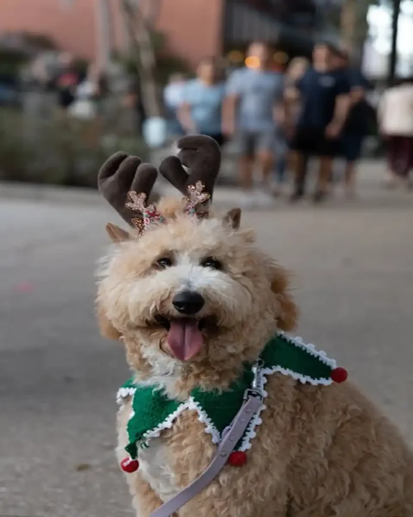 best dog movies