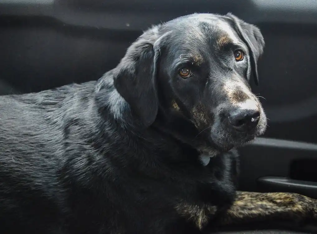 black Labrador
