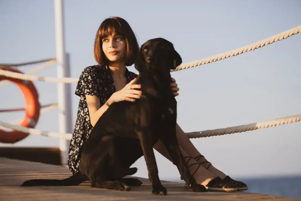 black black Labrador