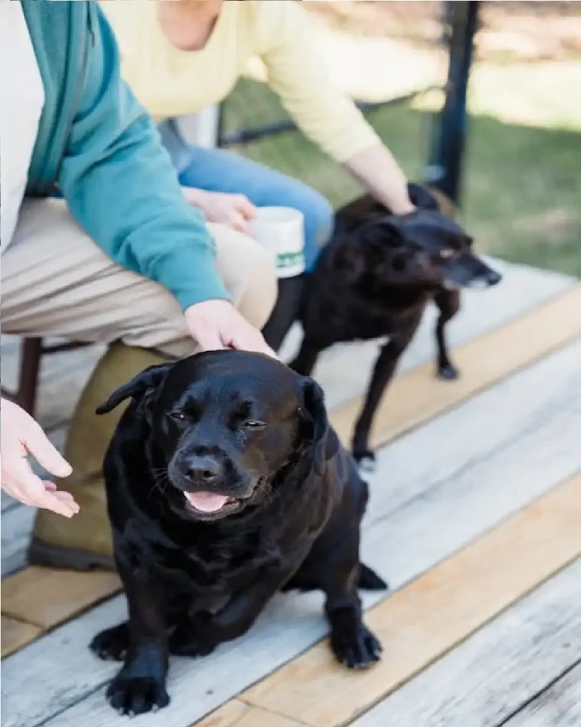 black lab puppies