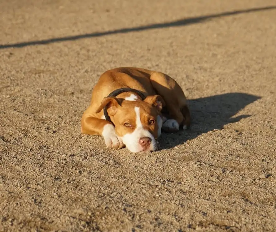 black nose pitbull