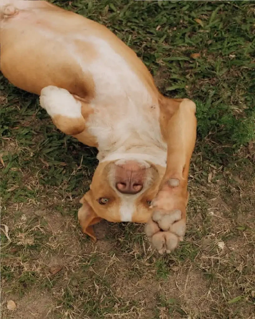 blue nose pitbull