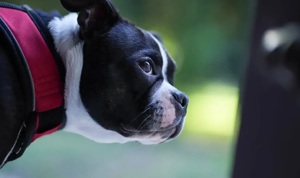 boston terrier
