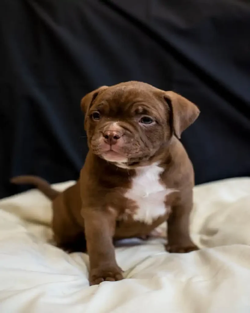 boston terrier brown