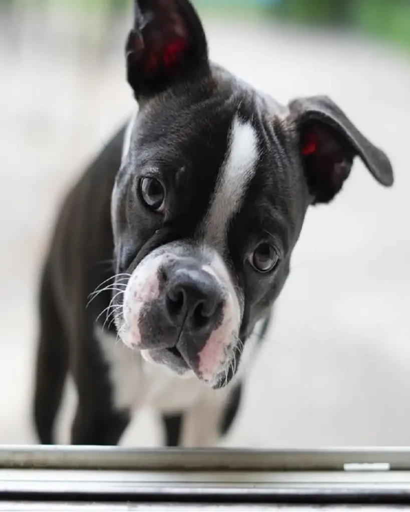 boston terrier for sale