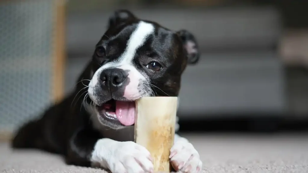 boston terrier price