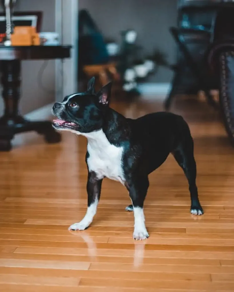 boston terrier puppies
