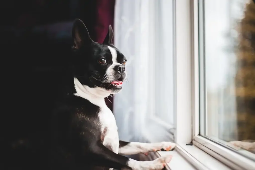 boston terrier size