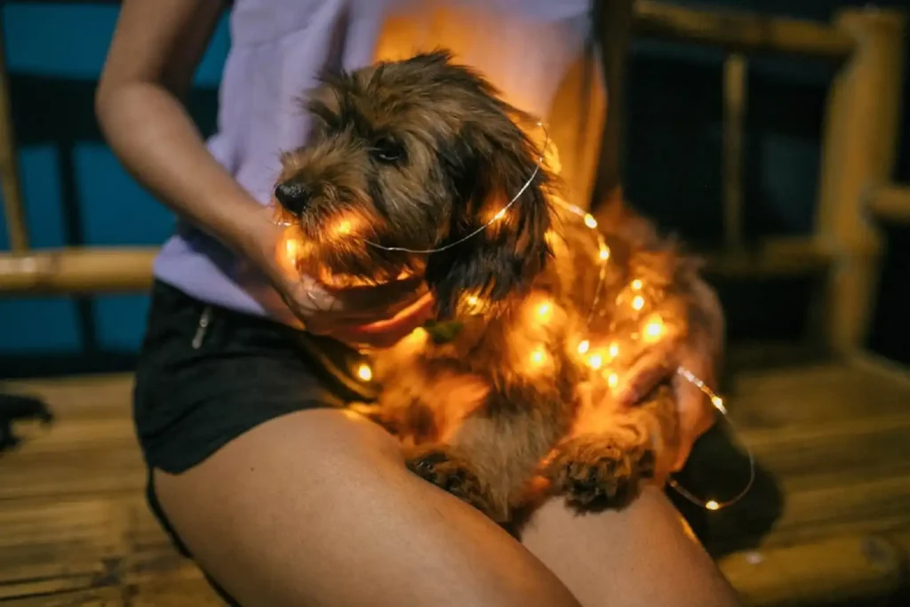 Canine Performance Gala Night