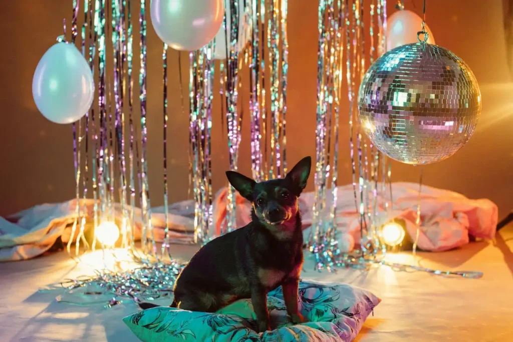 Canine Performance Gala Night