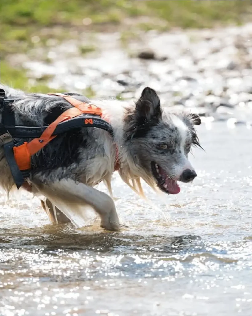 cantabrian water dog