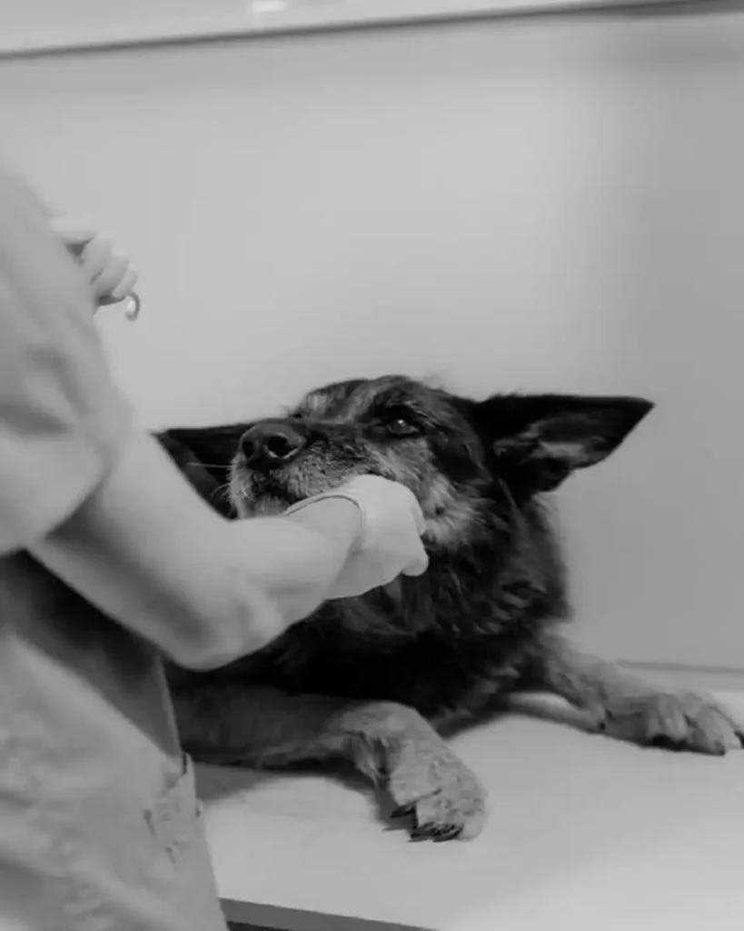 cheapest pet prescriptions online
