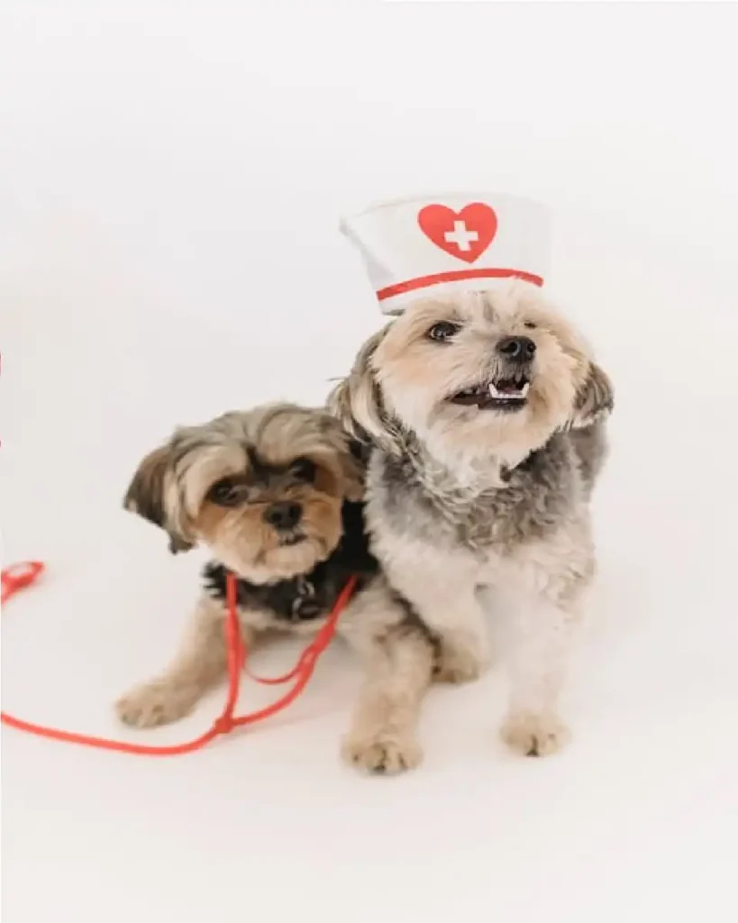 chewy pet meds