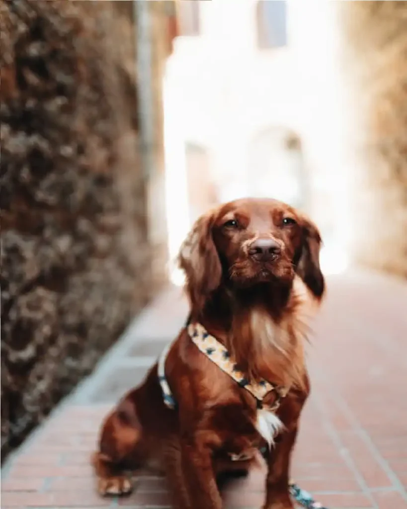 cocker spaniel price