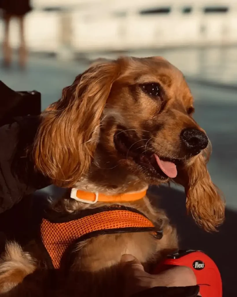 cocker spaniel puppy