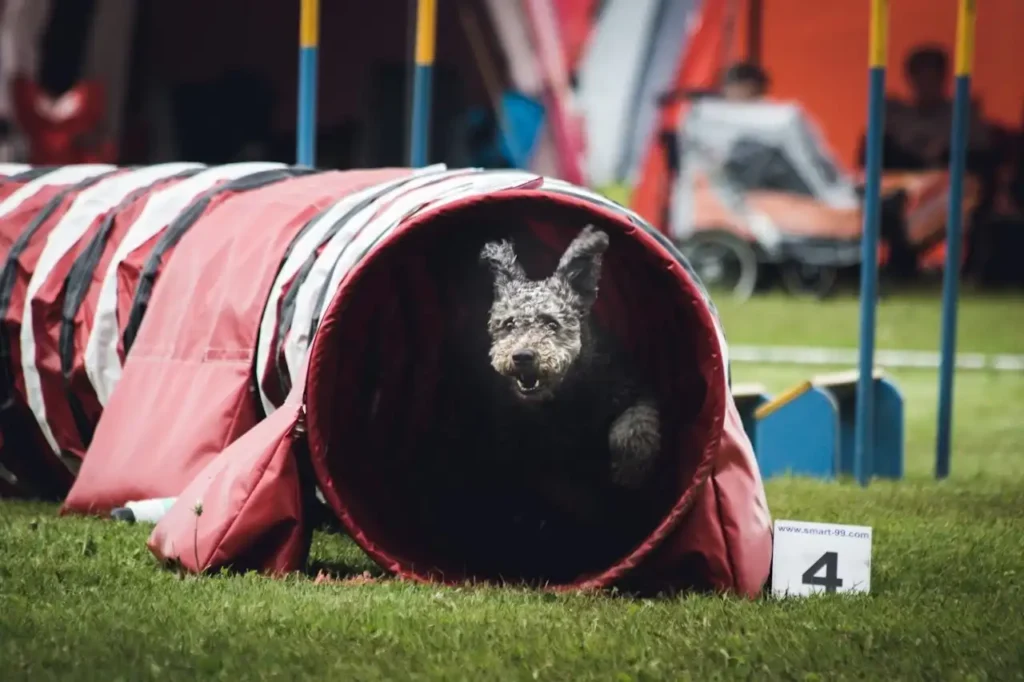 100 tricks to teach your dog