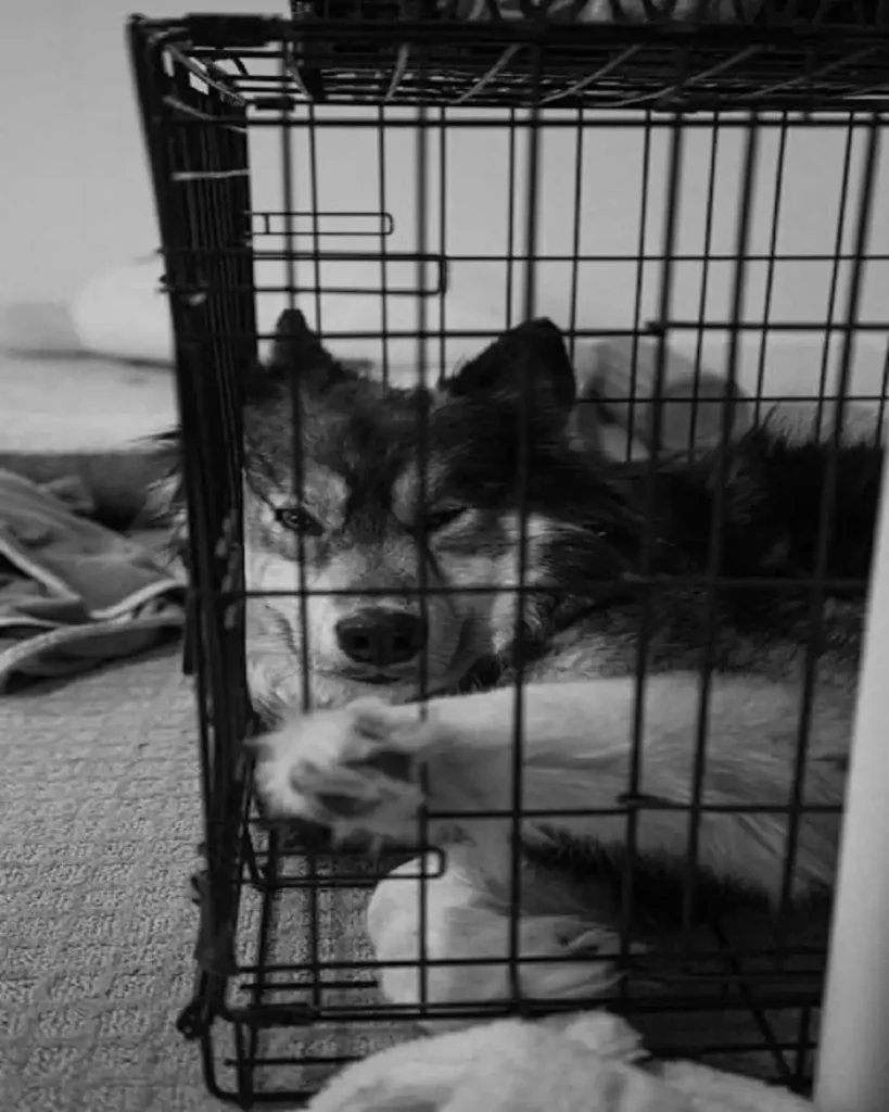 dog cage under 500