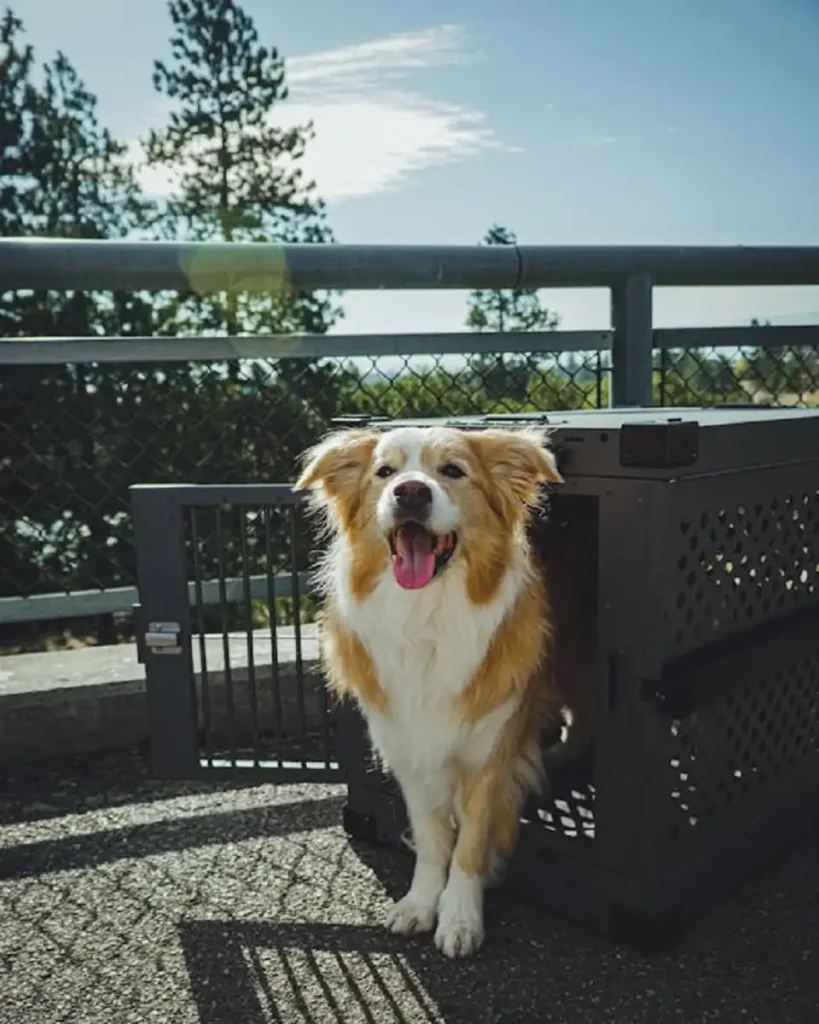 dog crate for puppy