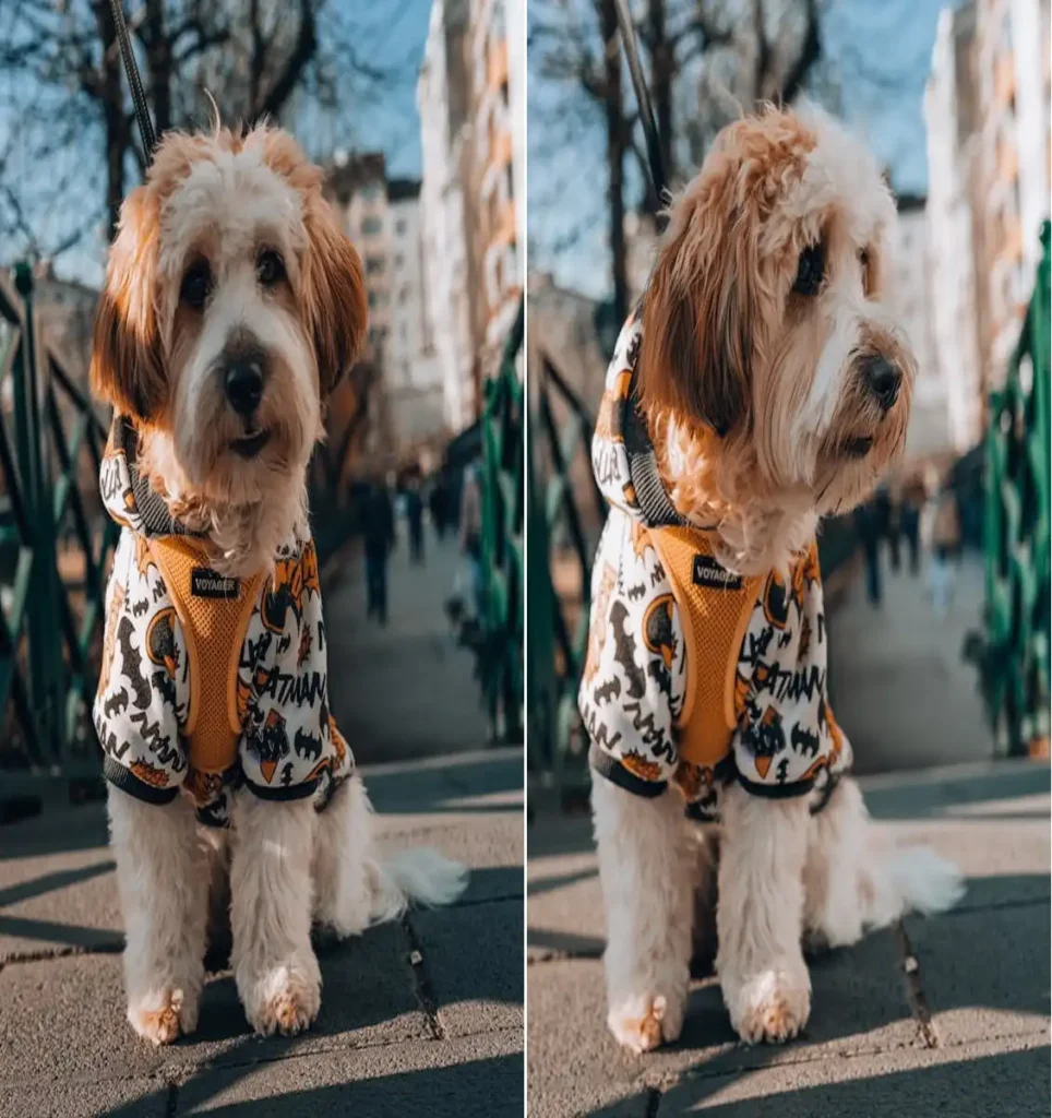 dog movies based on true stories