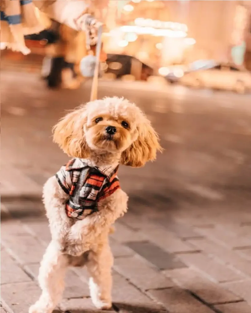 dog movies Hollywood