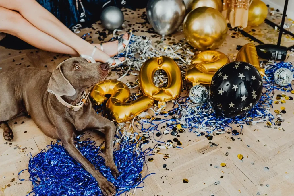 Canine Performance Gala Night