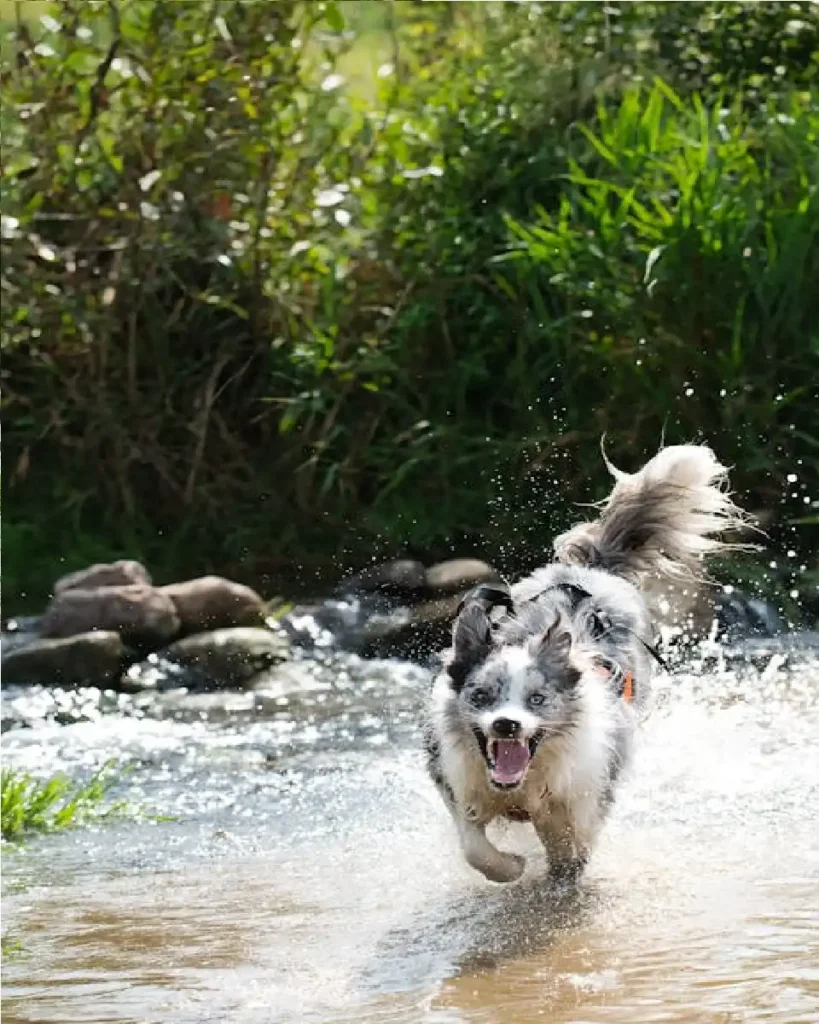 dog water dog breed