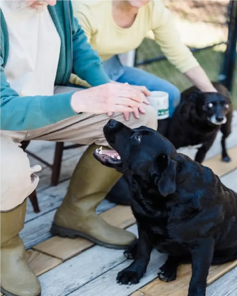 english black lab