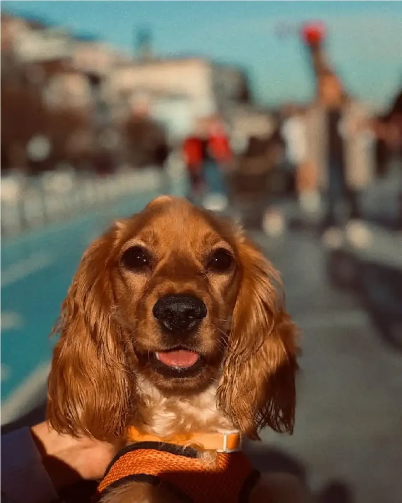 english cocker spaniel