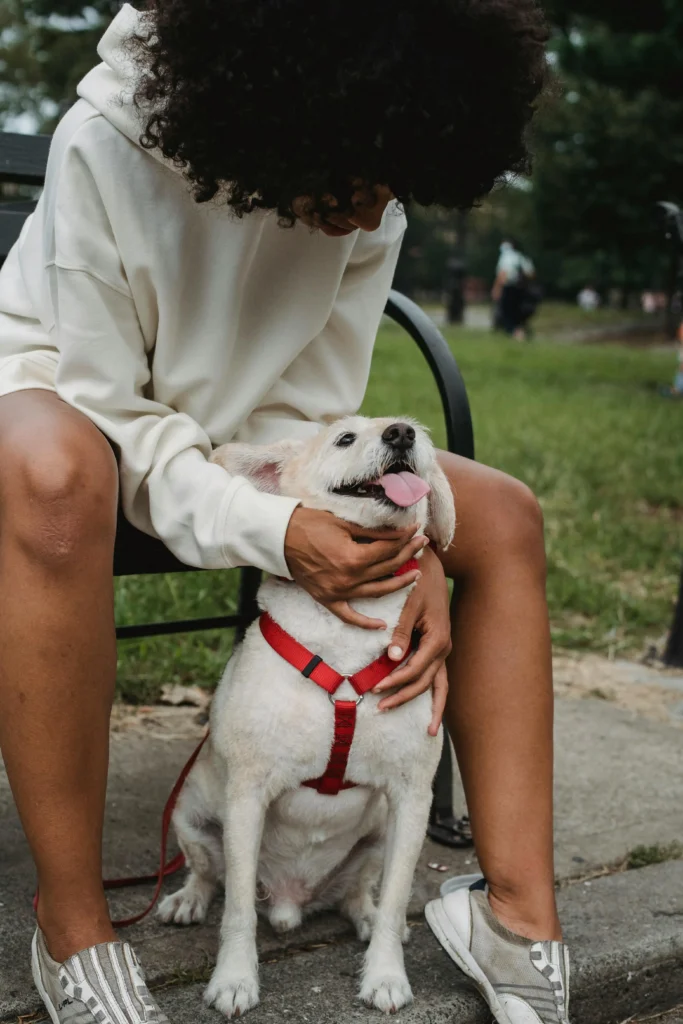 english labrador dog price