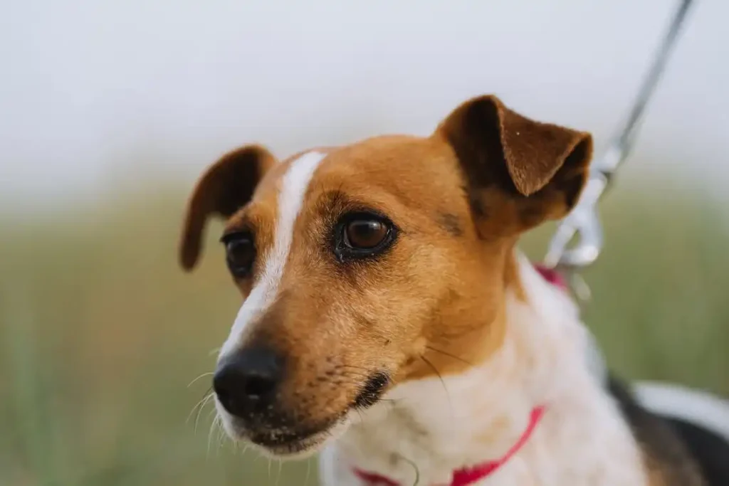 fci type jack russell terrier
