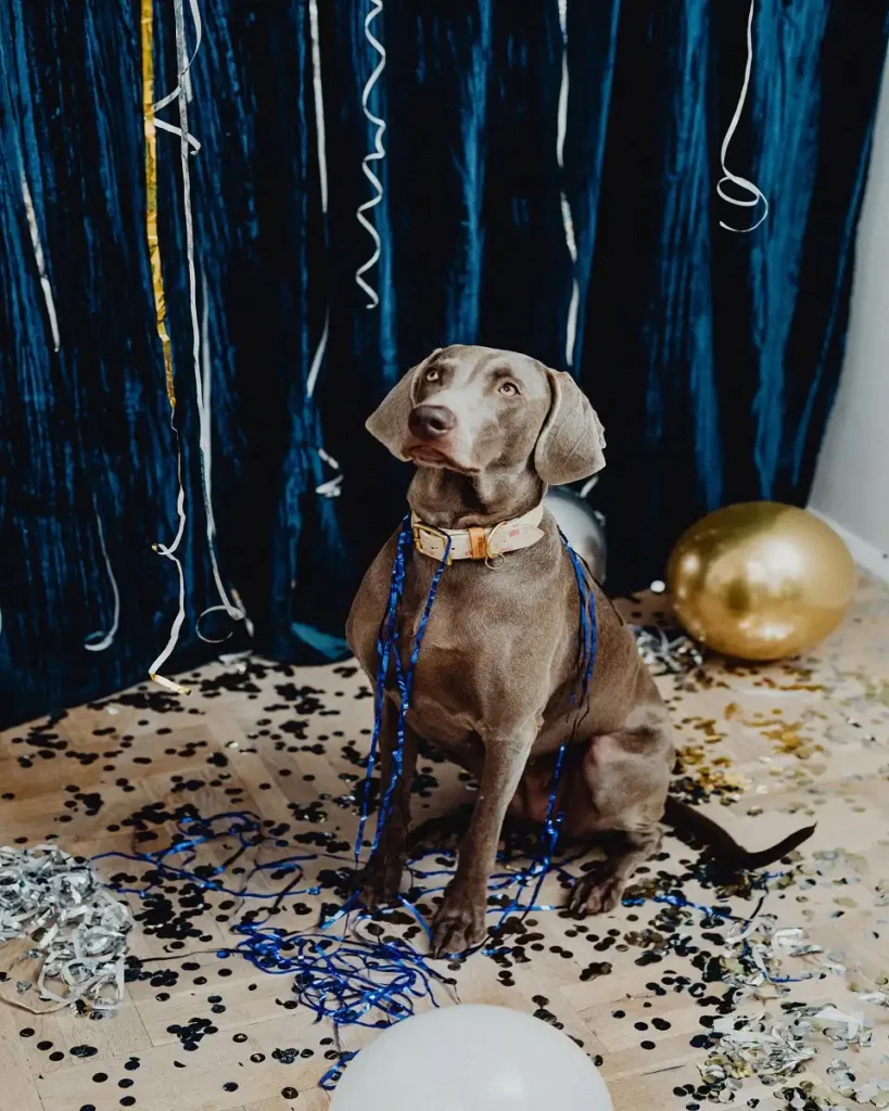 Canine Performance Gala Night