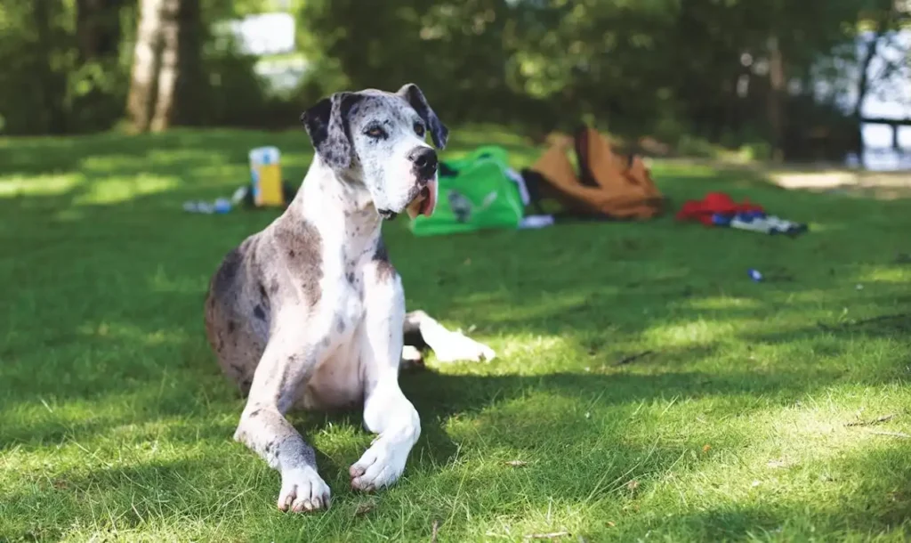 great dane