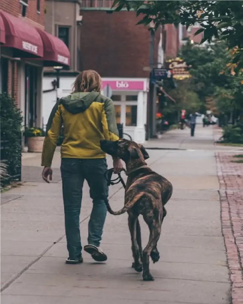 great dane black