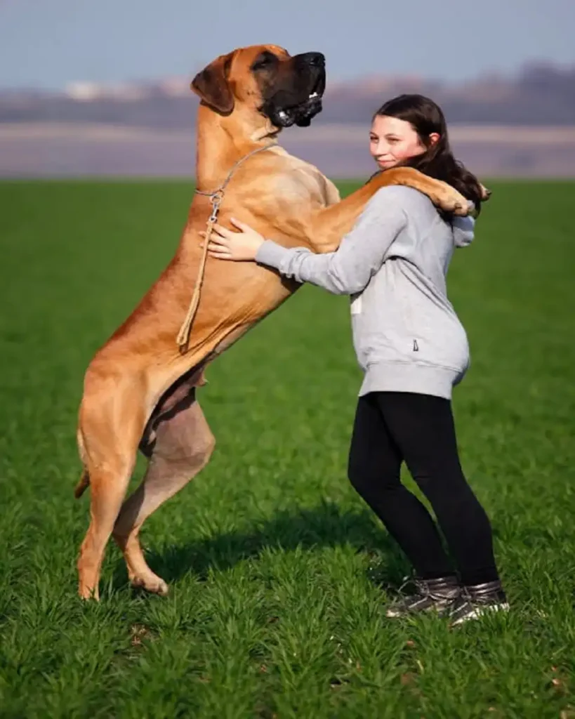 great dane height