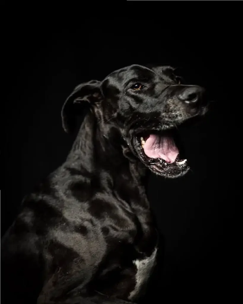 great dane height in feet male