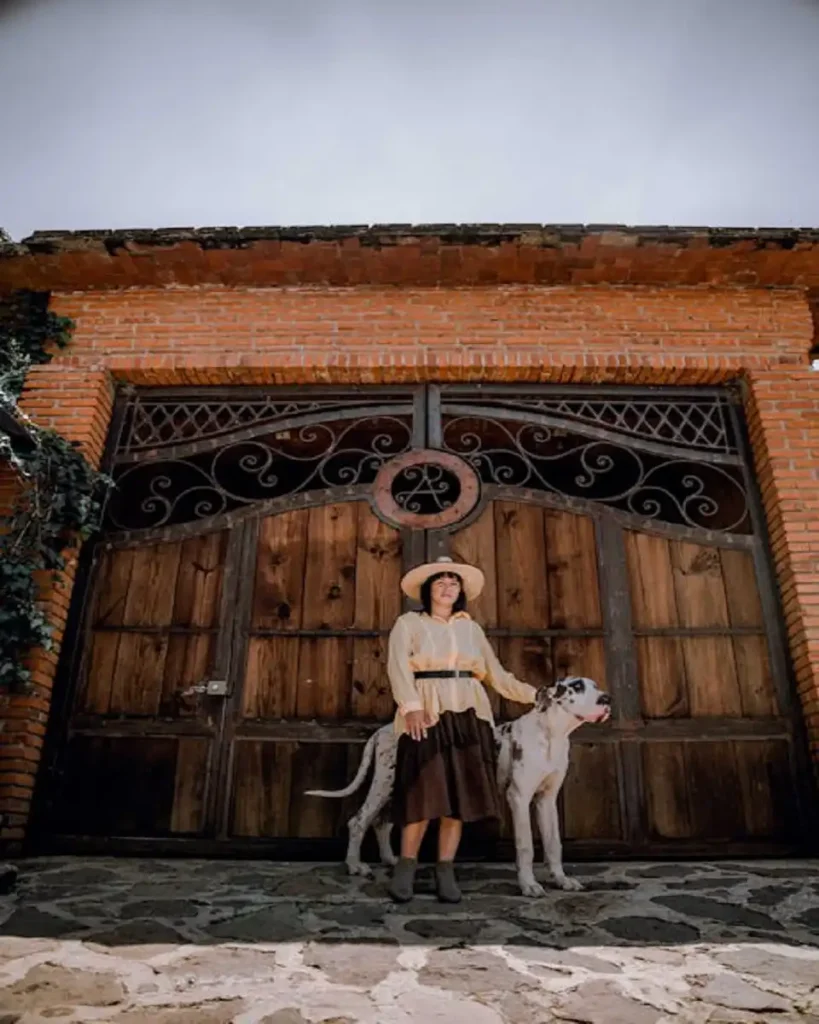 great dane lifespan