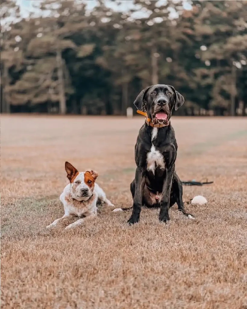 great dane price