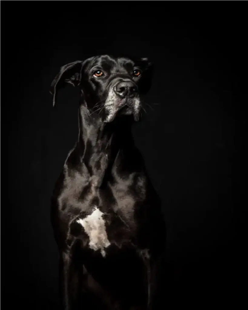 great dane size