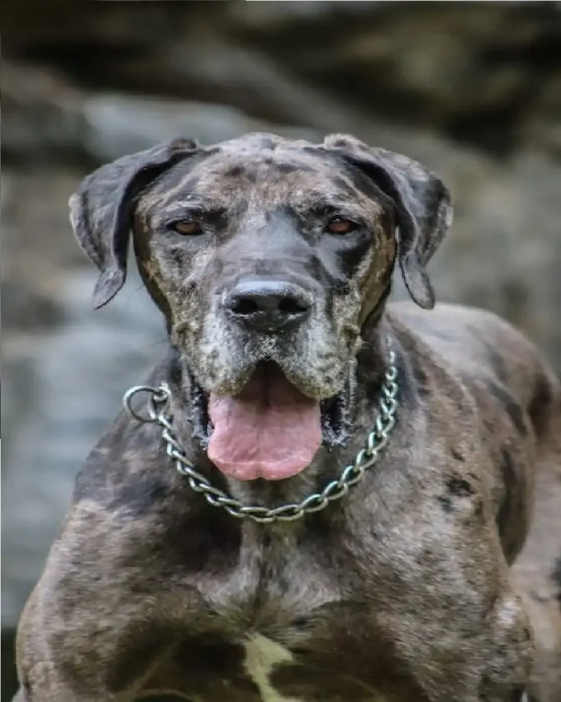 great dane weight