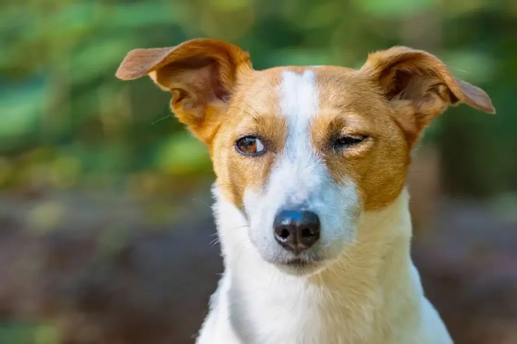 my jack russell terrier