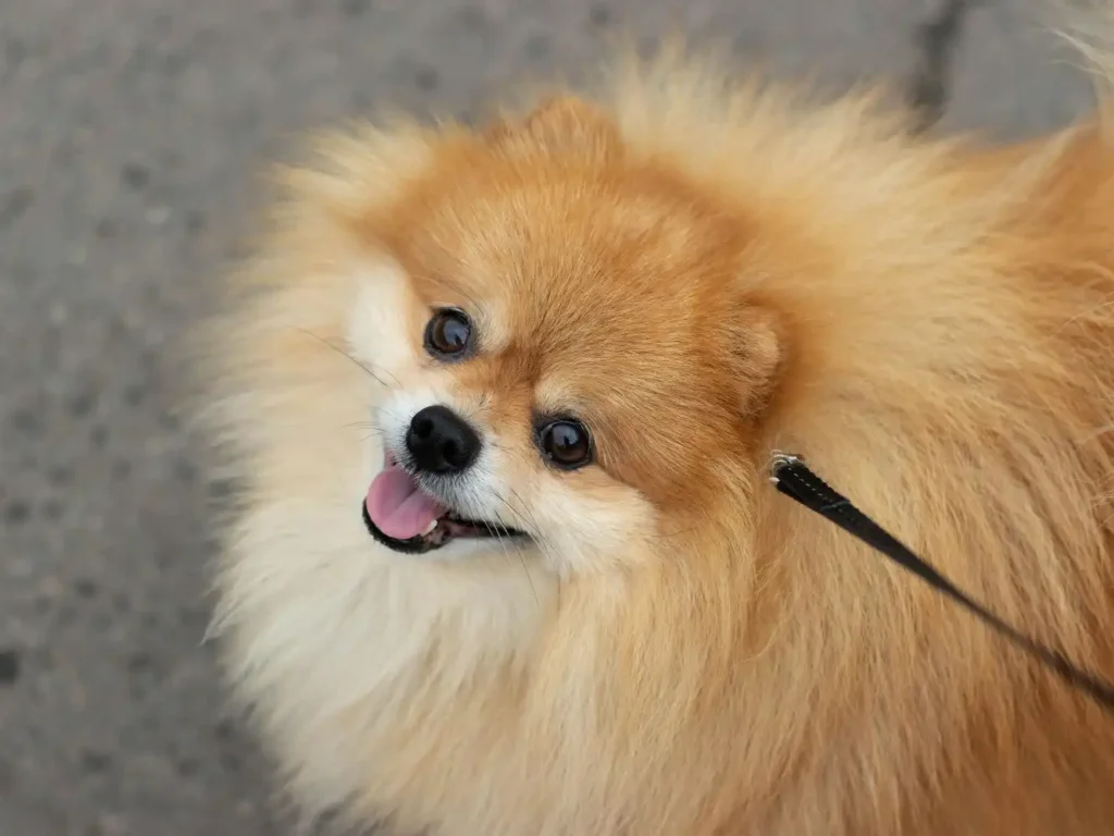 indian pomeranian
