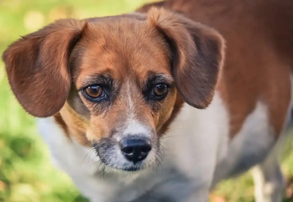 jack russell terrier size