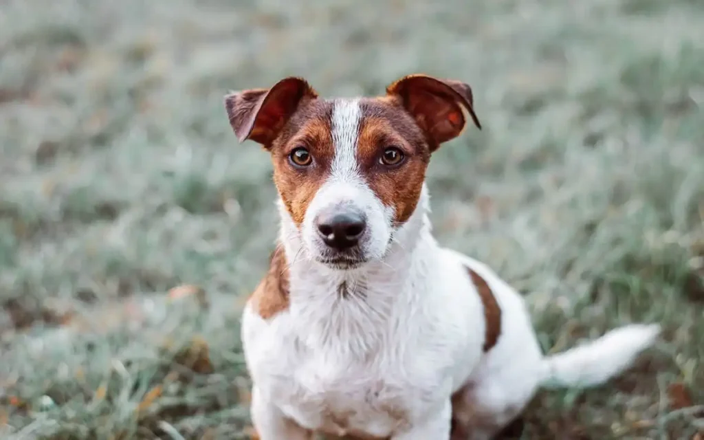 jrt terrier